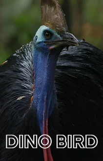 Dino Bird
