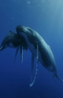 Titans of the Deep